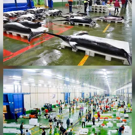 Urban Camelias * 比戈