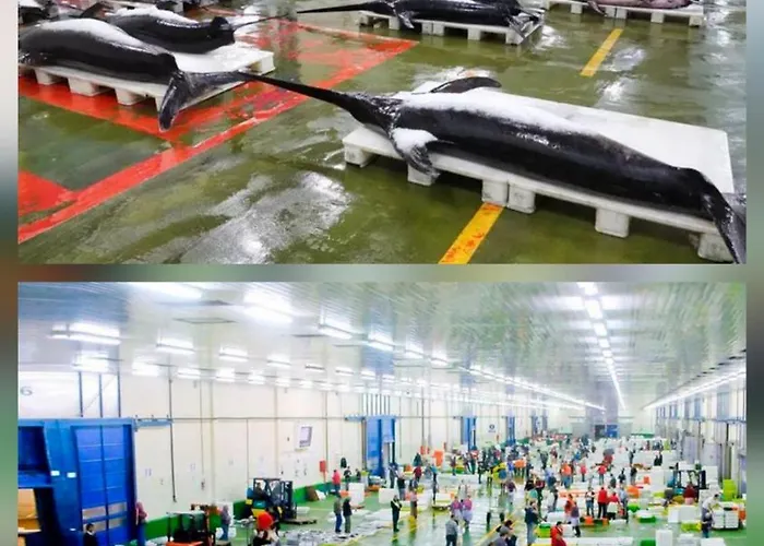 Urban Camelias * Vigo